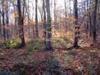 12 November Chopwell Woods