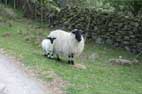 Bonus Sheep Pic No 2