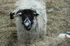 Bonus Sheep Pic No 3