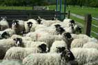 Bonus Sheep Pic No 1