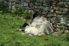 Bonus Sheep Pic No 2