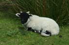 Bonus Sheep Pic No 3