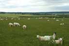 Bonus Sheep Pic No 1