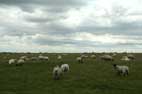 Bonus Sheep Pic No 2