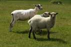 Bonus Sheep Pic No 3