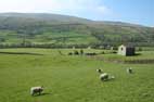 Bonus Sheep Pic No 1