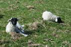 Bonus Sheep Pic No 2