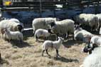 Bonus Sheep Pic No 3