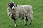 Bonus Sheep Pic No 1