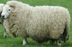 Bonus Sheep Pic No 2