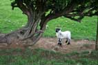 Bonus Sheep Pic No 3