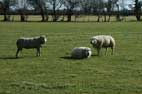 Bonus Sheep Photo 1