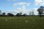 Bonus Sheep Photo 2