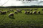 Bonus Sheep Photo 3