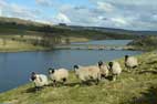 3 March Grassholme & Selset Reservoirs