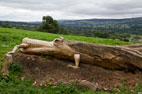 Aysgarth Falls & Woodhall