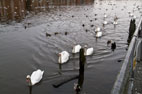 23 January Yarm to the Tees Barrage