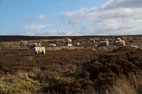 26 February Osmotherley Moor & Whorlton Moor