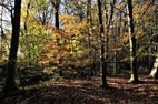 Brierley Woods & the Grindon Loop