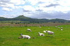 Newton under Roseberry & Pinchinthorpe
