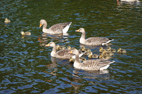 Flickr Photos